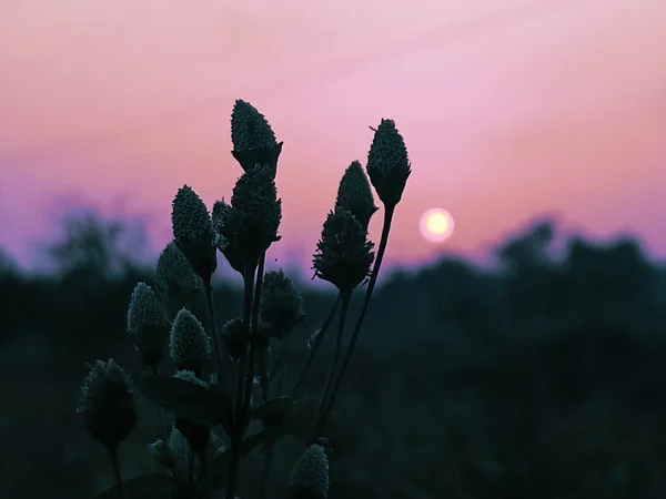 日没時にピンク色の曇りの空に対してフィールド内の植物の閉鎖 — ストック写真