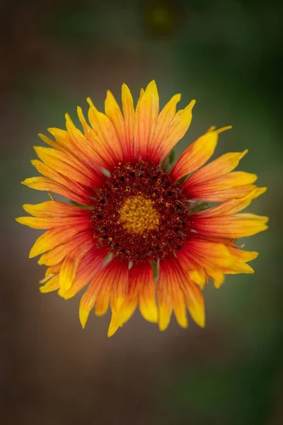 Closeup Vertical Shot Gaillardia Flower Bloom Blur Background — Stock Photo, Image