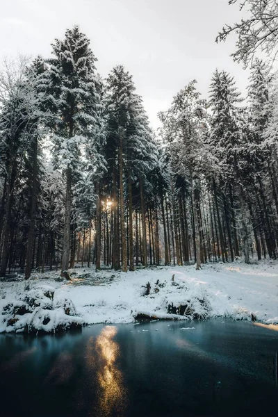 Nehrin Arka Planındaki Karlı Bir Ormanın Dikey Görüntüsü — Stok fotoğraf
