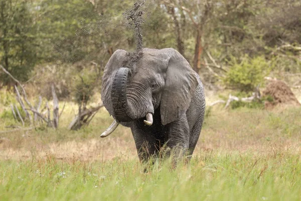 Beau Cliché Éléphant Dans Parc National Kruger — Photo