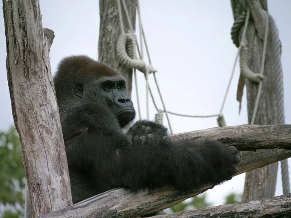 Gorila Preto Descansando Troncos Árvore Com Uma Rede — Fotografia de Stock