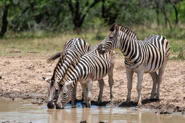 The plains zebras drinking water from a pond in the wild in South Africa.