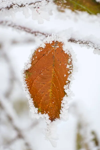 Bulanık Bir Arkaplanda Kar Taneleriyle Kaplı Kahverengi Yaprağın Dikey Yakın — Stok fotoğraf