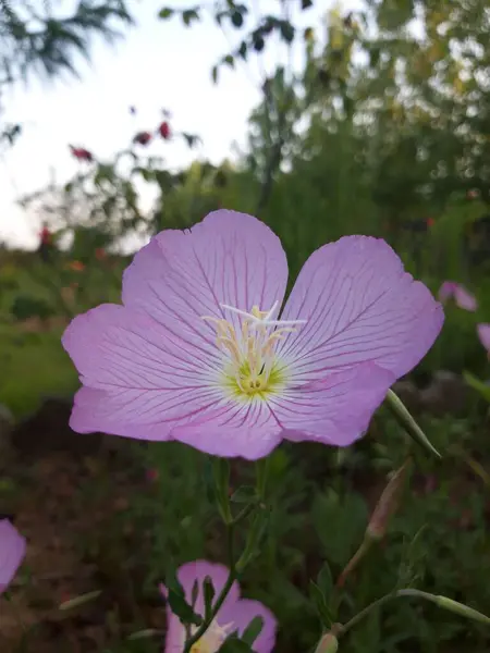Vacker Lila Blomma Ett Vackert Landskap — Stockfoto