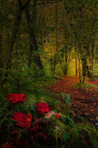 Malebná Ulička Podzimním Lese — Stock fotografie