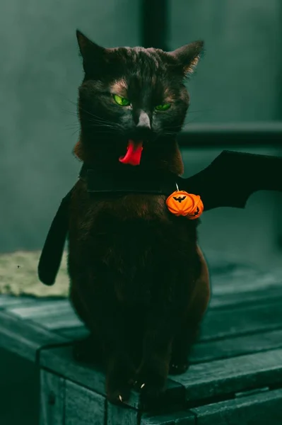 一只长着蝙蝠翅膀的可爱黑猫的垂直镜头 — 图库照片