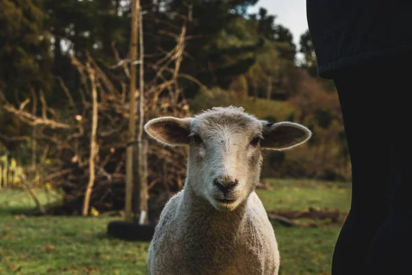 Вид Красивую Овцу Поле Смотрящую Камеру — стоковое фото