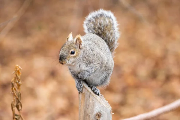Esquilo Sentado Tronco Contra Fundo Embaçado — Fotografia de Stock