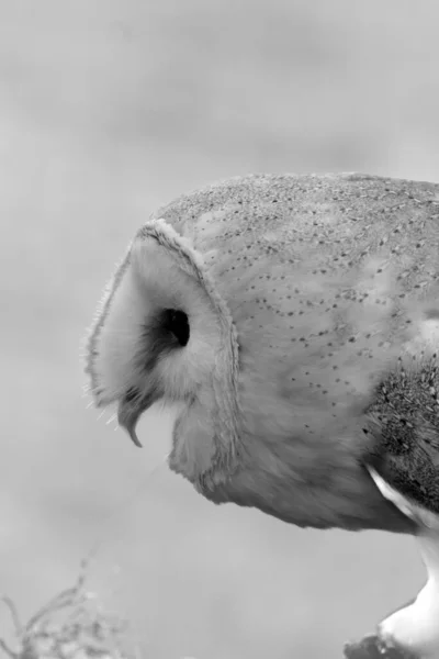 白い背景の納屋のフクロウのモノクロのクローズアップ — ストック写真