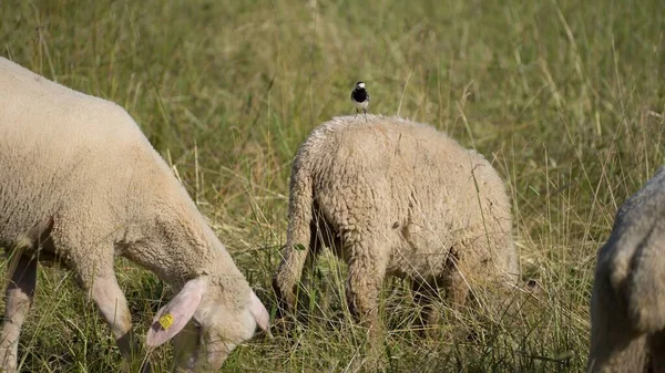Small Wagtail Motacilla Sheep Grazing Field — Stock Photo, Image