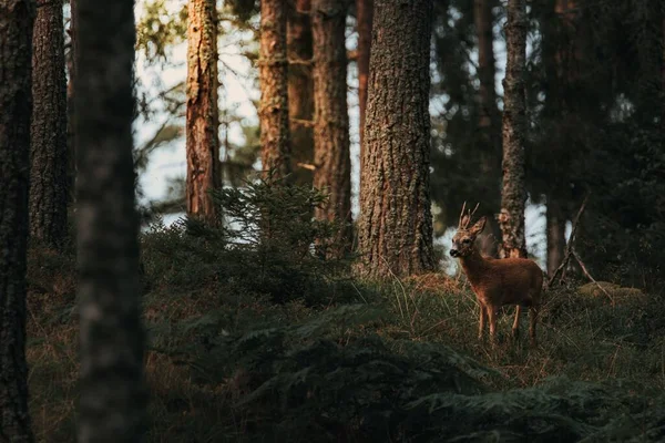 Один Олень Шведском Лесу — стоковое фото