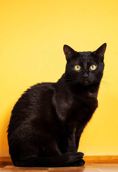 Tiro Vertical Gato Preto Adorável Fundo Amarelo — Fotografia de Stock
