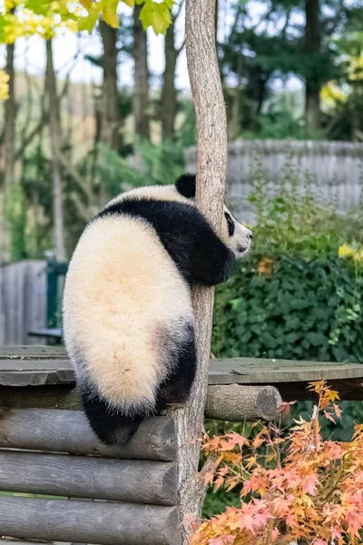 Baby Giant Panda Climbing Tree Funny Animal — Stock Photo, Image