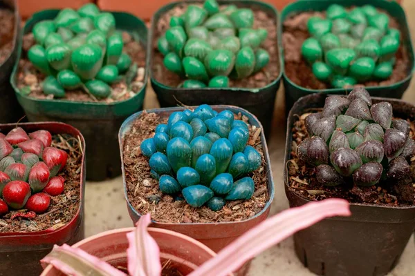 Colorido Haworthia Cooperi Jelly Bean Cactus Propagado Macetas Pequeñas Jardín —  Fotos de Stock