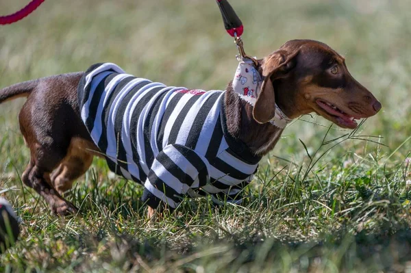 Eine Nahaufnahme Eines Dackels Schön Gekleidet Für Einen Wiener Hundewettbewerb — Stockfoto