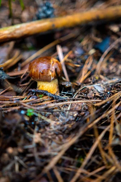 Vertical Closeup Shot Cortinarius Mushroom Found Growing Wild — Stock Photo, Image