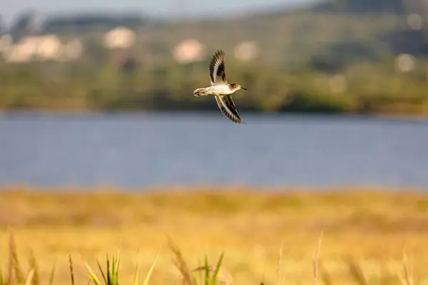 Vue Panoramique Oiseau Majestueux Vol Dessus Beau Champ Près Une — Photo