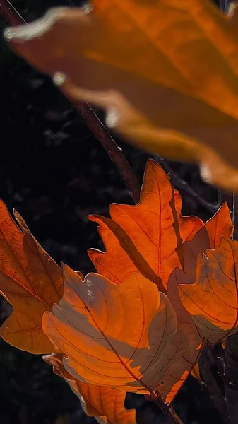 Вертикальный Снимок Желтых Осенних Листьев Деревьях Размытом Фоне Днем — стоковое фото