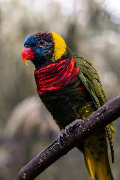 Egy Loriini Papagáj Közelsége Egy Ágon — Stock Fotó