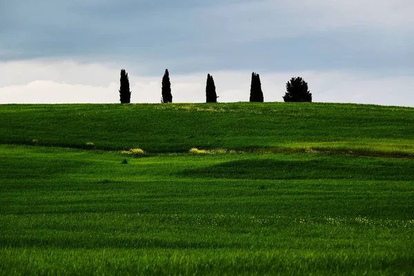 Weinige Bomen Top Van Mooie Gele Groene Heuvel Onder Donkere — Stockfoto