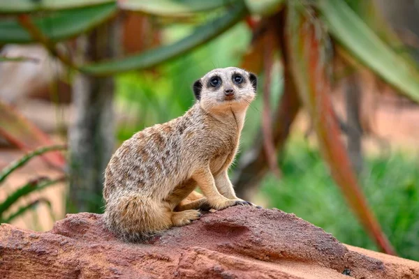 Meerkat Veglia Sul Suo Recinto Uno Zoo Sydney Australia — Foto Stock