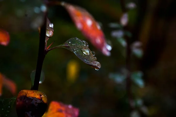 Closeup Shot Green Orange Leaves Drops Water Blurred Background — Stock Photo, Image