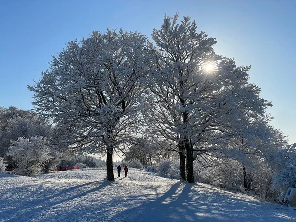 一片白雪覆盖着茂密的树木 — 图库照片