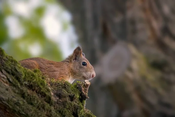 Ein Flacher Fokus Von Rotem Eichhörnchen Auf Einem Felsen Mit — Stockfoto