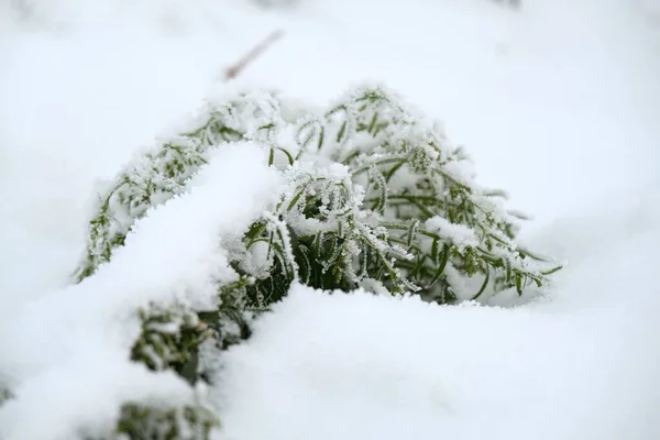 Zbliżenie Pięknej Zimowej Sceny Świeżej Zielonej Rośliny Pokrytej Śniegiem Rozmytym — Zdjęcie stockowe
