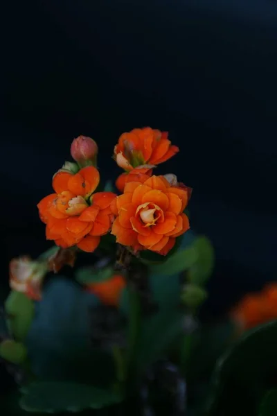 Kalanchoe Çiçeğinin Koyu Arkaplanda Turuncu Bir Resmi — Stok fotoğraf