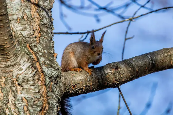 Tiro Close Esquilo Encontrado Sentado Ramo Uma Árvore Dia Ensolarado — Fotografia de Stock