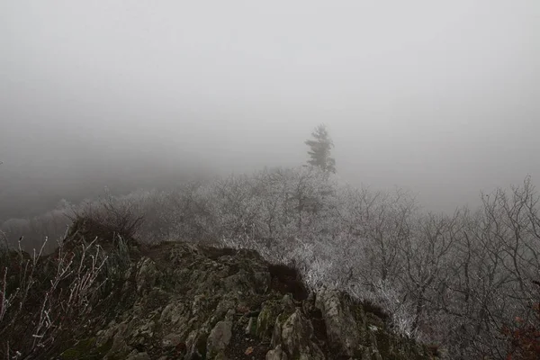 Snový Malebný Mlhavý Pohled Les Obklopující Bernkastel Kues Jak Vidět — Stock fotografie