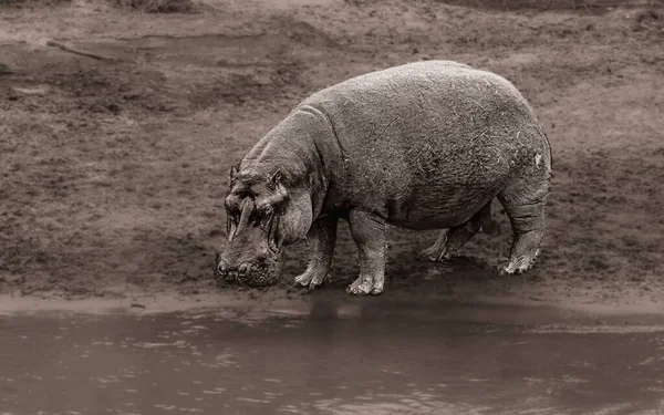 Een Prachtig Shot Van Een Hippo Nabij Vijver — Stockfoto