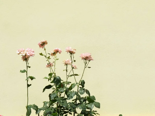 Rosas Rosa Claro Florescido Subindo Hastes Verdes Folhas Contra Parede — Fotografia de Stock