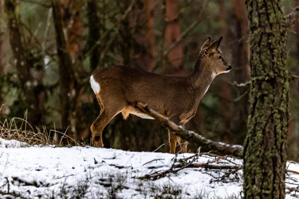 Ένα Ελάφι Στέκεται Χιονισμένο Έδαφος Στο Σουηδικό Δάσος — Φωτογραφία Αρχείου