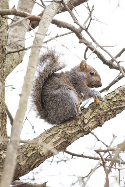 一只松鼠坐在树枝上 在模糊的背景下抓起坚果的垂直镜头 — 图库照片
