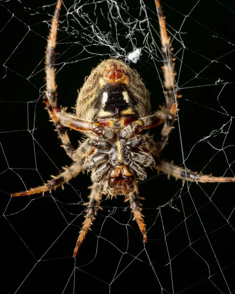 Weaver Örümceği Yemek Için Bekliyor — Stok fotoğraf