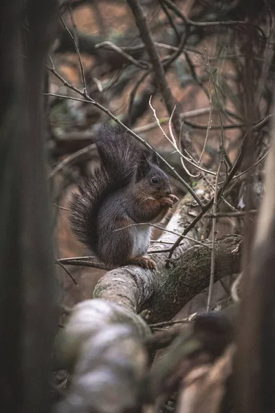 Close Vertical Esquilo Adorável Ramo Árvore Parque — Fotografia de Stock