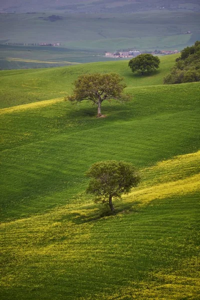 Uma Vista Aérea Vertical Poucas Árvores Dispersas Belo Prado Amarelo — Fotografia de Stock