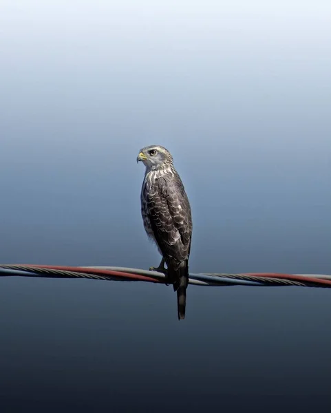 背景がぼんやりとした屋外の電線に張り付いた雄大な鷹の垂直ショット — ストック写真