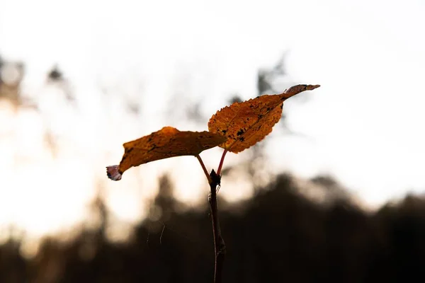 Vacker Utsikt Över Ett Fallande Gult Löv — Stockfoto