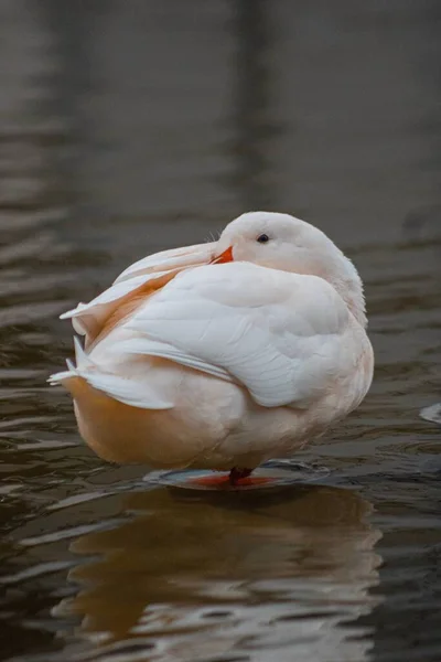 Vertical Shot White American Pekin Duck Sleeping Pond — Stock Photo, Image