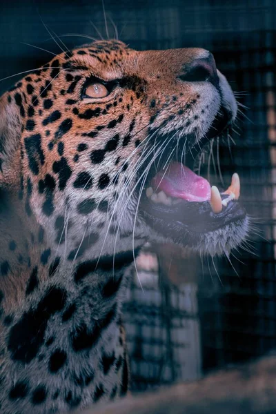 Vertikální Detailní Záběr Majestátního Leoparda Zoo — Stock fotografie