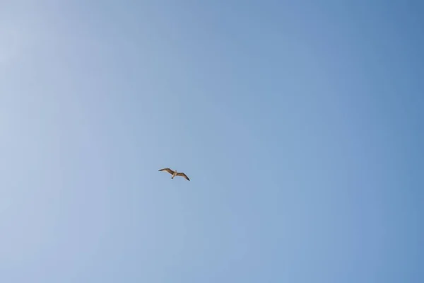 Une Mouette Volant Seule Avec Ciel Bleu — Photo