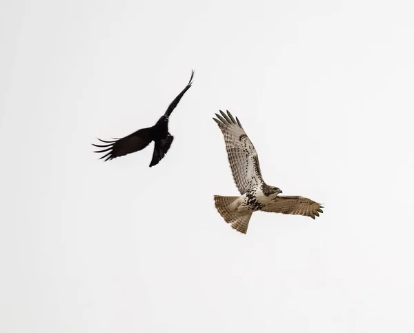 A low angle shot of a red-tailed hawk and a raven flying on a gloomy cloudy day