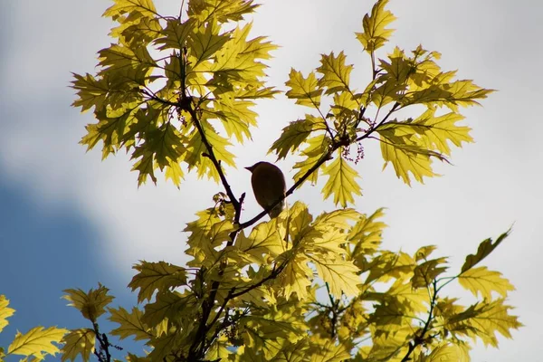 Uma Silhueta Bulbul Orelhas Castanhas Pousando Árvore Bordo Contra Céu — Fotografia de Stock