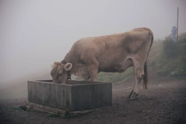Close Belas Vacas Fazenda Áustria — Fotografia de Stock