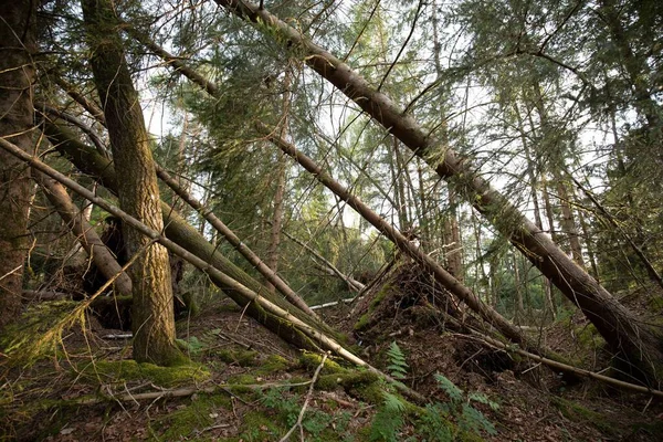 Árvores Inclinadas Após Tempestade — Fotografia de Stock