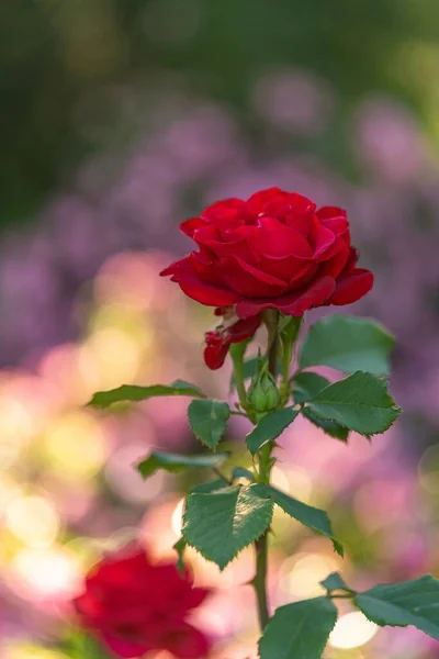 Μια Κάθετη Λήψη Του Κόκκινου Λουλουδιού Άνθιση Πράσινα Φύλλα Φόντο — Φωτογραφία Αρχείου