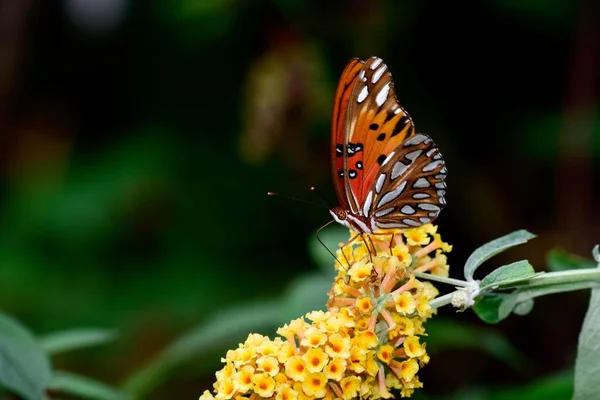 Una Macro Toma Una Mariposa Fritillaria Del Golfo Sobre Flores — Foto de Stock